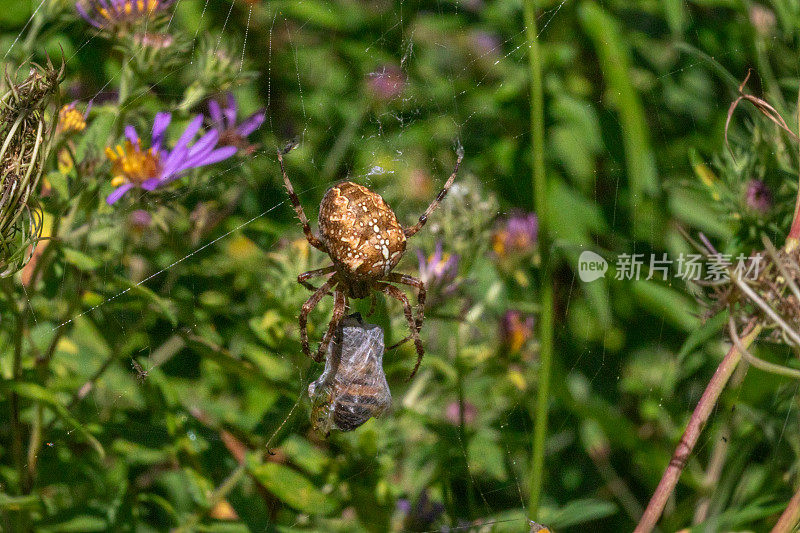 欧洲花园蜘蛛和他的猎物，交叉编织者，冠蜘蛛，(Araneus Diadematus)， Épeire diad<e:1>。